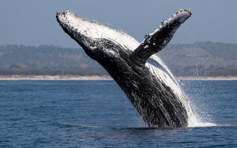 praias para ver baleias no Brasil
